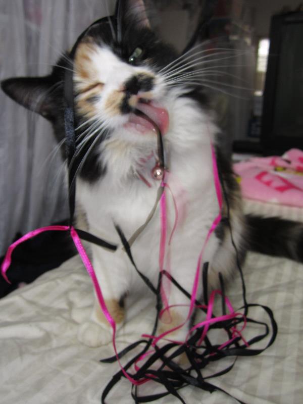 /Images/uploads/Humane Society of Utah/HSUCalendar/entries/923thumb.jpg